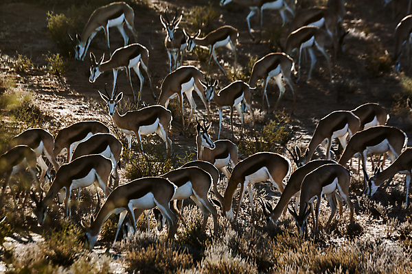 포토 JPG 해외이미지 동물 야생동물 포유류 아프리카 자연 국립공원 사람없음 가로 관광지 사막 그룹 황무지 보호 군중 방목 사파리 영양 나미비아 남아프리카 보츠와나 보호구역 칼라하리 해외포토 공원 나라 여행 컨셉 사람 축산업 생태계 구역 파일형식 이미지허브