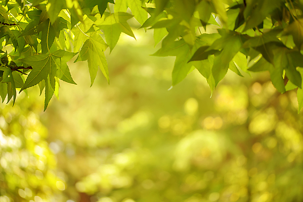 포토 JPG 해외이미지 나무 식물 줄기 백그라운드 단풍 잎 꽃무늬 농업 자연 추상 사람없음 야외 목재 장식 초록색 빛 정원 나뭇가지 숲 작음 9월 보케 태아 내추럴 플라타너스 해외포토 꽃 산업 컬러 무늬 재료 임신 날짜 크기 생태계 파일형식 이미지허브