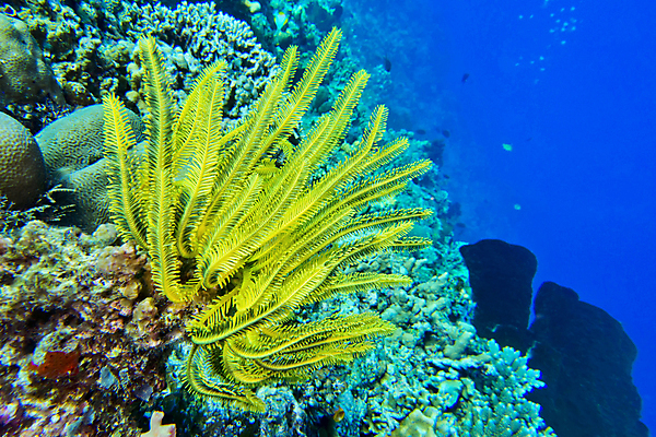포토 JPG 해외이미지 바다 자연 사람없음 바닷속 수중 수중식물 수중사진 해외포토 식물 생태계 파일형식 이미지허브