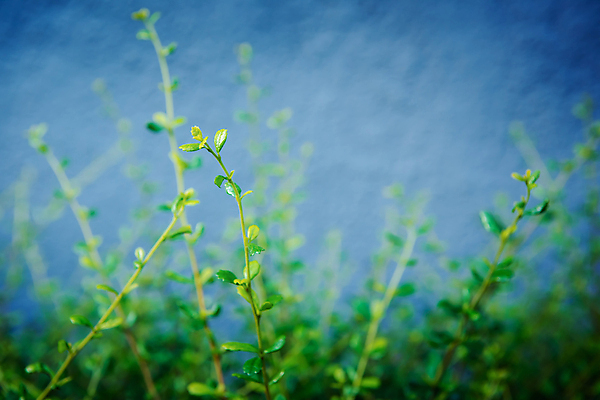 포토 JPG 해외이미지 나무 식물 계절 공원 꽃 벽 줄기 백그라운드 잎 패턴 건축양식 자연 잔디 사람없음 야외 건물 목재 장식 초록색 빛 햇빛 환경 정원 봄 성장 나뭇가지 신선 숲 묘사 에코 질감 내추럴 땅바닥 생태학 카피스페이스 그리너리 해외포토 건축물 공공시설 교육 건축 컬러 무늬 재료 바닥 태양 공백 생태계 파일형식 트랜드컬러 이미지허브