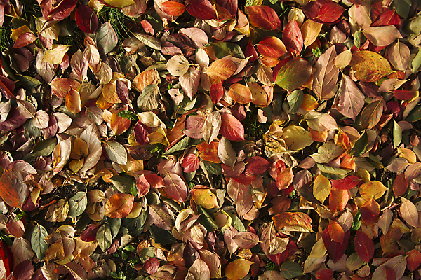 포토 JPG 해외이미지 나무 계절 잎 오렌지 자연 건조 감 사람없음 목재 장식 빨간색 카펫 10월 구성 해외포토 식물 컬러 과일 재료 날짜 생태계 파일형식 이미지허브