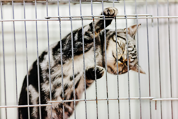 포토 JPG 해외이미지 한마리 실내 사람없음 반려동물 고양이 철장 반려묘 해외포토 동물 1 포유류 내부 파일형식 이미지허브