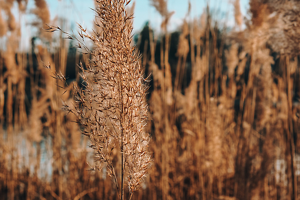 포토 JPG 해외이미지 주간 밭 사람없음 야외 아웃포커스 해외포토 자연요소 농업 촬영기법 파일형식 이미지허브