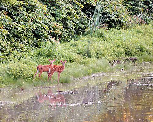 포토 JPG 해외이미지 동물 야생동물 밭 포유류 자연 사람없음 야외 강 아기 개울 아기사슴 해외포토 새끼 농업 사슴 사람 생태계 파일형식 이미지허브