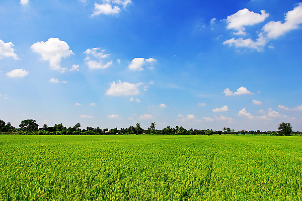 포토 JPG 해외이미지 식물 계절 아시아 음식 백그라운드 잎 농업 태국 자연 하늘 밥 날씨 동양인 사람없음 야외 초록색 파란색 농작물 햇빛 농장 농경지 환경 성장 시골 신선 땅 시리얼 유기농 장면 내추럴 논밭 밭일 수평선 해외포토 웰빙 나라 산업 컬러 밭 논 인종 태양 생태계 파일형식 이미지허브
