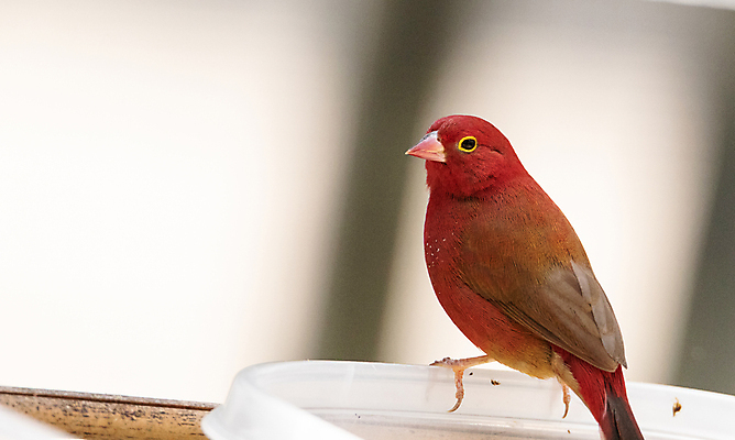 포토 JPG 해외이미지 야생동물 자연 조류 사람없음 깃털 해외포토 동물 생태계 파일형식 이미지허브