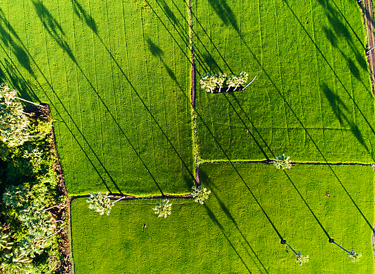 포토 JPG 해외이미지 나무 식물 공원 실루엣 아시아 여행 잎 패턴 농업 태국 자연 하늘 밥 아침 손바닥 동양인 사람없음 야외 초록색 빛 야자수 태양 뷰티 농장 우주 일출 환경 맑음 일몰 봄 성장 시골 달콤 숲 설탕 질감 코코넛 내추럴 논밭 해외포토 주간 자연요소 손 계절 공공시설 나라 산업 음식 컬러 무늬 밭 과일 날씨 논 촬영기법 인종 노을 맛 생태계 파일형식 이미지허브