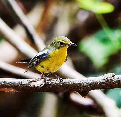 포토 JPG 해외이미지 주간 한마리 야생동물 조류 사람없음 야외 아웃포커스 나뭇가지 해외포토 자연요소 나무 동물 1 촬영기법 파일형식 이미지허브