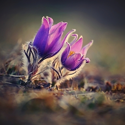 포토 JPG 해외이미지 식물 계절 꽃잎 꽃 줄기 분홍색 백그라운드 꽃무늬 자연 산 사랑 사람없음 야외 초록색 파란색 컬러풀 햇빛 태양 뷰티 정원 보라색 일몰 봄 들꽃 벚꽃 개화 제비꽃 묘사 보케 부드러움 내추럴 아네모네 해외포토 자연요소 감정 컬러 무늬 노을 감각 생태계 파일형식 이미지허브