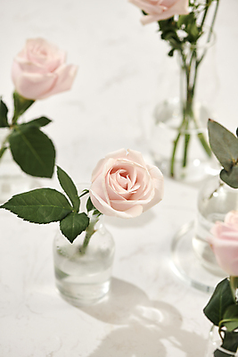 포토 JPG 해외이미지 유리병 실내 사람없음 아웃포커스 장미 꽃병 흰배경 세계여성의날 어머니의날 해외포토 기념일 꽃 백그라운드 병_용기 촬영기법 내부 흰색 미국문화 파일형식 이미지허브