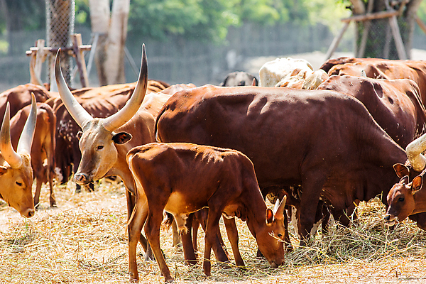 포토 JPG 해외이미지 동물 공원 남자 얼굴 야생동물 백그라운드 신체 포유류 아프리카 자연 뿔 동물원 종류 스테이크 사람없음 야외 초록색 농장 갈색 머리 소고기 흰색 소 닫기 군중 큼 심볼 황소 황소자리 내추럴 고립 기르기 동물상 반추동물 해외포토 공공시설 나라 컬러 농업 모션 서양음식 육류 사람 신체부위 조형물 별자리 크기 생태계 돌봄 파일형식 이미지허브