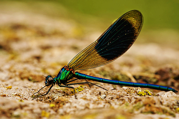 포토 JPG 해외이미지 야생동물 여행 곤충 자연 사람없음 뷰티 그림 해외포토 동물 생태계 파일형식 이미지허브
