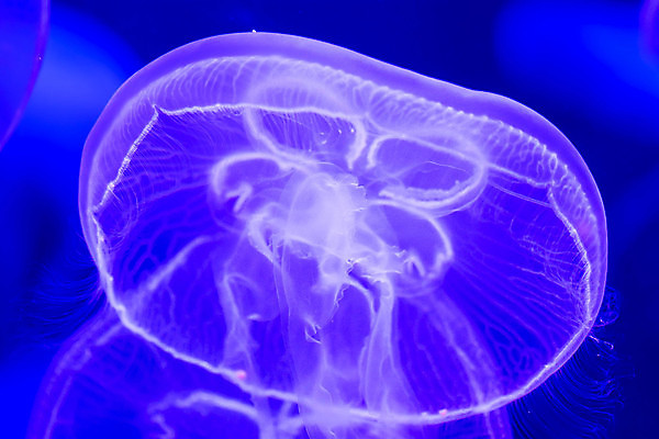 포토 JPG 해외이미지 동물 야생동물 바다 백그라운드 자연 생물 어류 사람없음 물 파란색 빛 컬러풀 뷰티 검은색 수중 수영 어둠 달 투명 위험 다이빙 수족관 젤리 촉수 해파리 찌르기 내추럴 광 깊이 동물상 이국적 해외포토 자연요소 컬러 컨셉 모션 디저트 조형물 수중동물 수상스포츠 자포동물 생태계 수중스포츠 파일형식 이미지허브