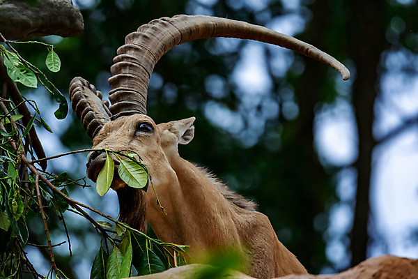 포토 JPG 해외이미지 동물 남자 유럽 야생동물 여행 곡선 포유류 가족 자연 엄마 염소 산 털 뿔 동물원 사람없음 여름 갈색 머리 사막 바위 아기 그룹 황무지 큼 방목 먹기 알프스 멸종 내추럴 동물상 램 이스라엘 해외포토 계절 나라 선 컬러 관계 모션 사람 신체부위 조형물 돌_바위 축산업 크기 생태계 서아시아 파일형식 이미지허브