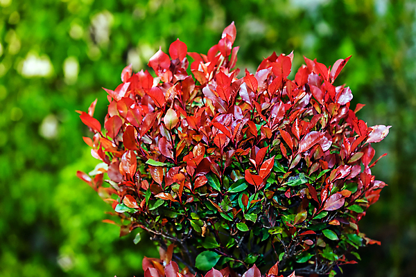 포토 JPG 해외이미지 식물 디자인 계절 공원 꽃잎 꽃 분홍색 꽃다발 백그라운드 잎 꽃무늬 패턴 자연 사랑 사람없음 장식 빨간색 초록색 컬러풀 뷰티 장미 노란색 정원 보라색 봄 벚꽃 흰색 신선 개화 다발 배열 심볼 원예 조경 쇼 내추럴 정중 해외포토 공공시설 감정 컬러 컨셉 무늬 취미 생태계 파일형식 이미지허브