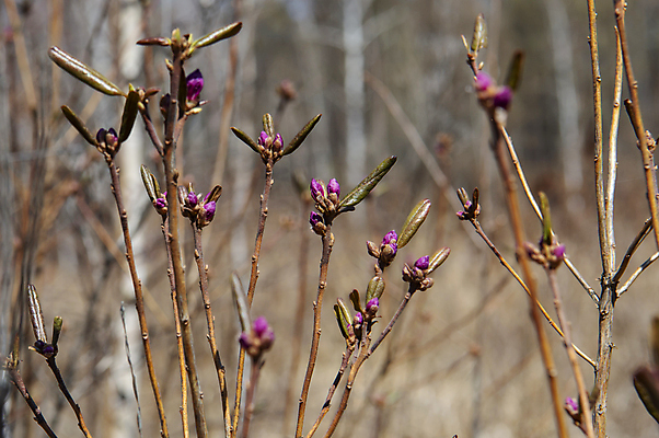 포토 JPG 해외이미지 식물 꽃 자연 사람없음 뷰티 숲 그리너리 해외포토 생태계 파일형식 트랜드컬러 이미지허브
