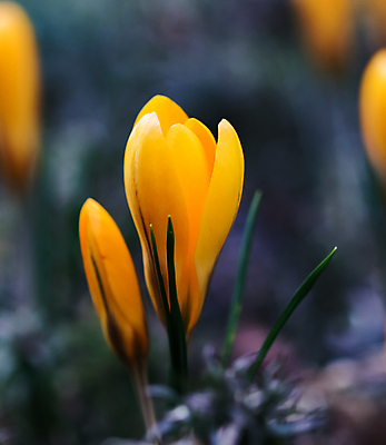 포토 JPG 해외이미지 식물 계절 꽃 백그라운드 잎 꽃무늬 농업 자연 휴가 새로움 사람없음 야외 초록색 노란색 새싹 환경 정원 봄 추위 성장 벚꽃 신선 개화 원예 첨탑 내추럴 사프란 해외포토 산업 컬러 컨셉 무늬 취미 탑 향신료 생태계 파일형식 이미지허브