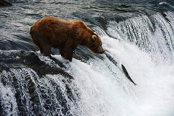 포토 JPG 해외이미지 주간 한마리 야생동물 곰 사람없음 야외 폭포 사냥 연어 해외포토 자연요소 동물 1 포유류 자연 어류 파일형식 이미지허브