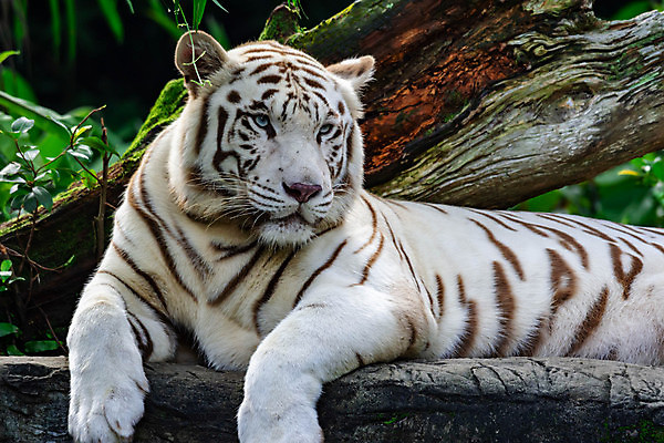 포토 JPG 해외이미지 주간 나무 한마리 야생동물 엎드리기 동물원 사람없음 야외 맹수 백호 해외포토 자연요소 식물 동물 1 모션 호랑이 파일형식 사방신 이미지허브