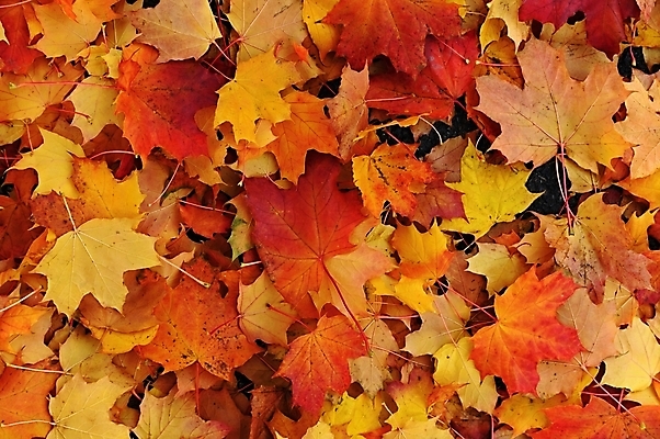 포토 JPG 해외이미지 나무 식물 계절 공원 백그라운드 컨셉 단풍 잎 패턴 오렌지 자연 벽지 추상 풍경 사람없음 야외 장식 빨간색 빛 컬러풀 햇빛 태양 노란색 환경 정원 맑음 활발 가을 황금 숲 11월 묘사 질감 보케 10월 내추럴 카피스페이스 해외포토 자연요소 공공시설 컬러 무늬 과일 날씨 공백 날짜 생태계 파일형식 이미지허브