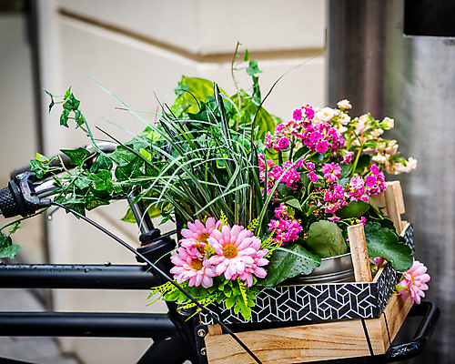 포토 JPG 해외이미지 라이프스타일 디자인 꽃 분홍색 꽃다발 여행 꽃무늬 추상 휴가 휴식 거리 발렌타인데이 미술 사람없음 야외 장식 빨간색 초록색 여름 뷰티 바구니 정원 자전거 봄 기쁨 낭만 수확 골동품 시골 도시 바퀴 클래식 우아함 주차 생태계 복고 사이클링 옛날 파스텔톤 해외포토 식물 계절 감정 컬러 컨셉 무늬 농업 데이이벤트 문화예술 생활 바이크 육상스포츠 파일형식 이미지허브