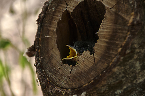 포토 JPG 해외이미지 식물 동물 야생동물 잎 2 노래 청소년 자연 조류 새로움 생물 주택 병아리 3 앉기 사람없음 야외 초록색 머리 회색 분노 아기 신생아 오픈 입 생일 그룹 울음 배고픔 깃털 만족 코 부리 형제 부름 사냥꾼 부화 구걸 돌봄 바이오 비명 생태학 수유 많음 해외포토 직업 교육 기념일 남자 감정 음악 컬러 컨셉 가족 모션 표정 사람 건물 신체부위 생태계 파일형식 이미지허브