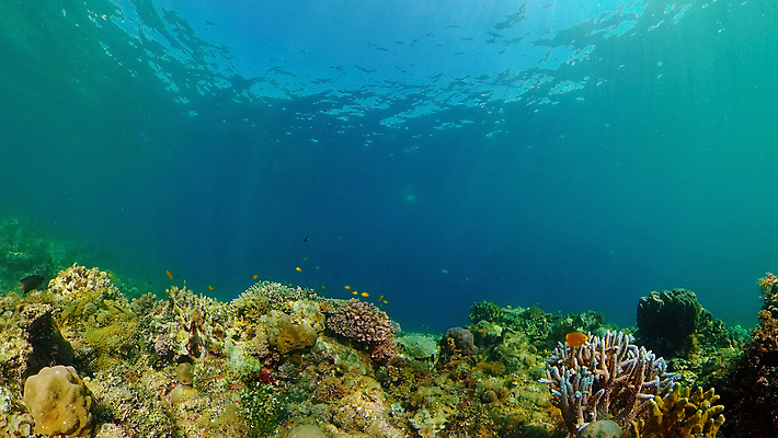 포토 JPG 해외이미지 동물 야생동물 바다 여행 백그라운드 자연 어류 사람없음 물 컬러풀 환경 바닷속 수중 수영 탐험 스노클링 산호 생태계 다이빙 장면 암초 발견 깊이 이국적 해외포토 자연요소 컬러 수중동물 수상스포츠 자포동물 수중스포츠 파일형식 이미지허브
