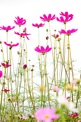 포토 JPG 해외이미지 식물 계절 꽃잎 꽃 분홍색 백그라운드 꽃무늬 밭 자연 하늘 사람없음 야외 장식 초록색 파란색 컬러풀 뷰티 노란색 환경 정원 맑음 보라색 봄 수확 벚꽃 흰색 시골 축하 신선 개화 꽃가루 내추럴 해외포토 컬러 컨셉 무늬 농업 날씨 가루 생태계 파일형식 이미지허브