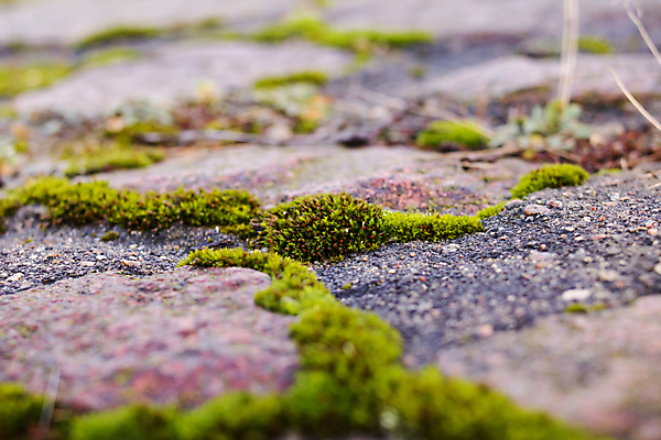 포토 JPG 해외이미지 식물 디자인 백그라운드 잎 패턴 자연 표면 날씨 추상 이끼 사람없음 야외 초록색 환경 침묵 봄 블록 회색 신선 거친 닫기 매끈함 숲 큼 만족 질감 코르크 그런지 옛날 해외포토 계절 감정 컬러 무늬 모션 소리 감각 크기 생태계 파일형식 이미지허브