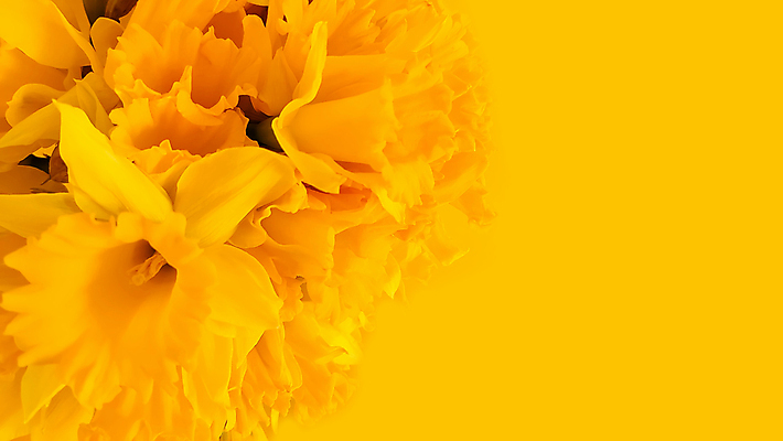 포토 JPG 해외이미지 꽃 실내 사람없음 노란색 수선화 해외포토 식물 컬러 내부 파일형식 이미지허브