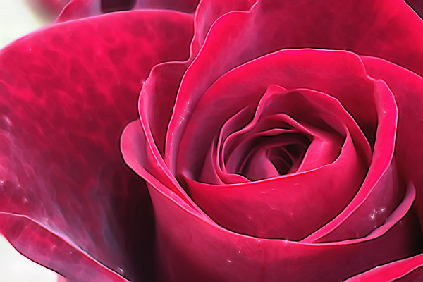 포토 JPG 해외이미지 식물 디자인 꽃잎 꽃 꽃다발 결혼 백그라운드 잎 꽃무늬 패턴 자연 벽지 휴가 수채화 발렌타인데이 선물 사랑 사람없음 그래픽 장식 빨간색 초록색 여름 세트 뷰티 장미 정원 봄 낭만 수확 벚꽃 흰색 나뭇가지 축하 신용카드 우아함 수집 그림 초대 고립 엘리먼트 해외포토 나무 계절 감정 컬러 컨셉 무늬 농업 데이이벤트 이벤트 금융 생태계 파일형식 이미지허브