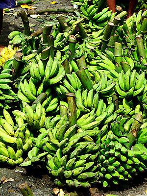 포토 JPG 해외이미지 나무 음식 백그라운드 과일 자연 바나나 건강 사람없음 농장 노란색 수확 시골 신선 달콤 유기농 날것 브라질 내추럴 숙성 열대기후 해외포토 식물 웰빙 컬러 농업 남아메리카 맛 생태계 파일형식 이미지허브