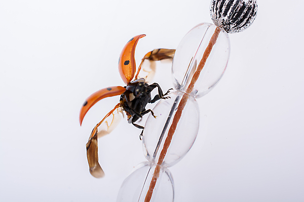 포토 JPG 해외이미지 계절 곤충 목걸이 자연 사람없음 빨간색 컬러풀 뷰티 봄 벌레 딱정벌레 생물학 무당벌레 내추럴 해외포토 동물 교육 컬러 장신구 생태계 파일형식 이미지허브