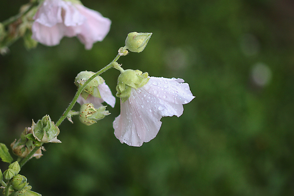 포토 JPG 해외이미지 식물 공원 꽃잎 꽃 분홍색 백그라운드 잎 꽃무늬 자연 씨앗 사람없음 야외 장식 빨간색 초록색 약 장미 마을 정원 보라색 봄 낭만 벚꽃 흰색 개화 큼 내추럴 강렬 아욱 세련 해외포토 계절 공공시설 컬러 컨셉 무늬 의학 크기 생태계 파일형식 이미지허브