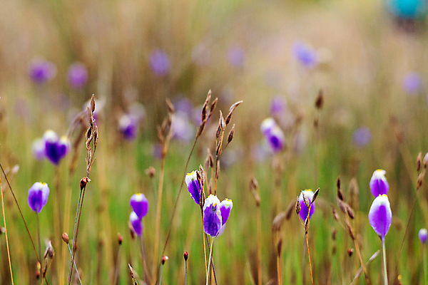 포토 JPG 해외이미지 식물 디자인 공원 꽃 백그라운드 꽃무늬 밭 태국 자연 풍경 초원 사람없음 야외 장식 초록색 여름 컬러풀 뷰티 노란색 정원 보라색 봄 낭만 벚꽃 가을 신선 개화 작음 제비꽃 묘사 보케 내추럴 강렬 해외포토 계절 공공시설 아시아 컬러 컨셉 무늬 농업 크기 생태계 파일형식 이미지허브
