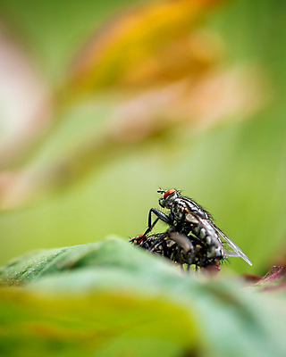 포토 JPG 해외이미지 식물 동물 커플 여자 남자 야생동물 곤충 백그라운드 잎 2 신체 날개 자연 생물 사랑 사람없음 야외 초록색 여름 햇빛 환경 정원 검은색 봄 닫기 해충 벌레 작음 묘사 생물학 짝짓기 내추럴 고립 동물상 해외포토 계절 교육 감정 컬러 관계 모션 사람 태양 조형물 크기 생태계 파일형식 이미지허브
