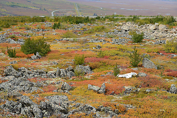포토 JPG 해외이미지 나무 계절 공원 오렌지 자연 하늘 이끼 사람없음 빨간색 노란색 환경 숲 북극 북쪽 알래스카 해외포토 식물 공공시설 컬러 과일 미국 극지방 방향 생태계 파일형식 이미지허브