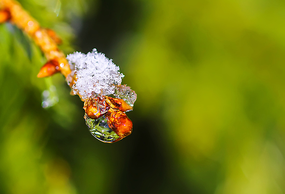 포토 JPG 해외이미지 나무 식물 전통 계절 백그라운드 크리스마스 겨울 자연 날씨 휴가 기념 풍경 사람없음 장식 초록색 마을 맑음 추위 흰색 나뭇가지 녹음 축하 신선 소나무 황무지 숲 12월 심볼 기회 서리 북쪽 상록수 침엽수 전나무 원뿔 눈내림 가문비나무 해외포토 도형 기념일 컬러 컨셉 눈_날씨 기록 날짜 방향 생태계 파일형식 이미지허브