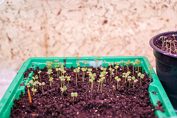 포토 JPG 해외이미지 식물 계절 지구 백그라운드 잎 농업 채소 자연 새로움 주택 씨앗 사람없음 목재 초록색 농장 새싹 환경 정원 흙 봄 성장 신선 냄비 작음 유기농 원예 냅킨 먼지 내추럴 돌봄 땅바닥 모종 묘목 생태학 심기 온실 세련 해외포토 나무 웰빙 교육 산업 컬러 컨셉 재료 모션 바닥 취미 건물 솥 크기 생태계 파일형식 이미지허브