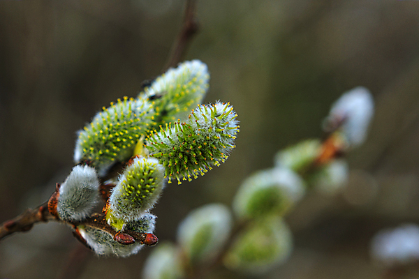 포토 JPG 해외이미지 나무 식물 계절 공원 꽃 줄기 자연 하늘 부활절 새로움 사람없음 야외 목재 초록색 파란색 뷰티 갈색 노란색 고양이 봄 성장 벚꽃 흰색 나뭇가지 개화 숲 4월 버드나무 꽃가루 부드러움 솜털 내추럴 해외포토 공공시설 기념일 컬러 컨셉 재료 포유류 반려동물 감각 날짜 가루 생태계 파일형식 이미지허브