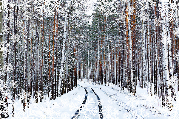 포토 JPG 해외이미지 나무 길 겨울 자연 풍경 사람없음 야외 눈 숲 가로수 해외포토 자연요소 식물 계절 날씨 생태계 파일형식 이미지허브