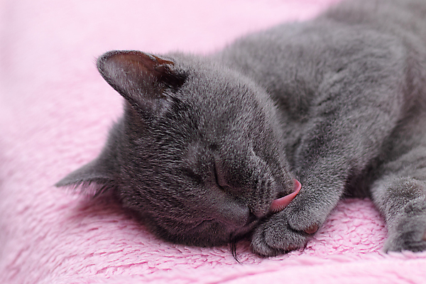 포토 JPG 해외이미지 동물 1 백그라운드 포유류 자연 수염 털 앉기 사람없음 빨간색 반려동물 검은색 고양이 회색 흰색 달콤 핥기 씻기 빨래 작음 모피 청소 혀 얼룩무늬 솜털 몸단장 거짓말 고립 기르기 돌봄 위생관리 그루밍 해외포토 컬러 가사 무늬 모션 관리 청결 입 맛 크기 생태계 파일형식 이미지허브