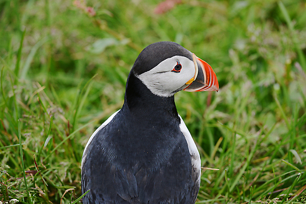 포토 JPG 해외이미지 주간 한마리 조류 사람없음 야외 아웃포커스 퍼핀 해외포토 자연요소 동물 1 촬영기법 파일형식 이미지허브