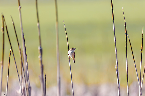 포토 JPG 해외이미지 나무 동물 유럽 야생동물 잎 날개 자연 조류 앉기 사람없음 야외 초록색 여름 컬러풀 뷰티 노란색 환경 봄 나뭇가지 작음 버드나무 깃털 부리 체코 서식지 공화국 해외포토 식물 계절 나라 컬러 모션 크기 생태계 파일형식 이미지허브
