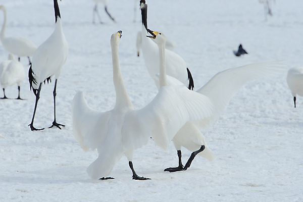 포토 JPG 해외이미지 동물 커플 계절 아시아 야생동물 겨울 자연 조류 왕관 사랑 사람없음 빨간색 일본 검은색 추위 흰색 춤 보호 기중기 홋카이도 해외포토 감정 나라 컬러 컨셉 관계 문화예술 중장비 생태계 파일형식 이미지허브