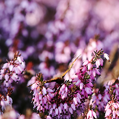 포토 JPG 해외이미지 식물 계절 꽃잎 꽃 분홍색 나비 백그라운드 꽃무늬 자연 휴가 사람없음 야외 환경 정원 맑음 보라색 봄 성장 벚꽃 나뭇가지 신선 개화 4월 원예 상록수 내추럴 해외포토 나무 컬러 곤충 무늬 날씨 취미 날짜 생태계 파일형식 이미지허브
