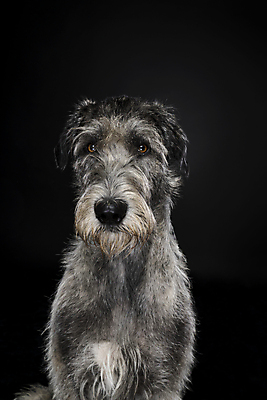 포토 JPG 해외이미지 스튜디오촬영 동물 응시 행복 검은배경 실내 서기 앉기 성인 사람없음 반려동물 금발 검은색 회색 흰색 보행로 개 큼 모피 혀 사냥꾼 아일랜드 거인 송곳니 기르기 복종 총구 충실 해외포토 직업 헤어스타일 시선 감정 유럽 길 컬러 백그라운드 포유류 모션 사람 내부 입 치아 크기 돌봄 파일형식 이미지허브