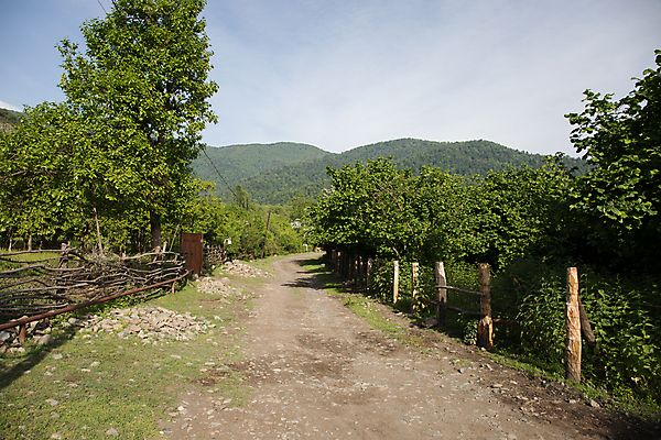 포토 JPG 해외이미지 주간 나무 길 하늘 사람없음 야외 시골 해외포토 자연요소 식물 파일형식 이미지허브