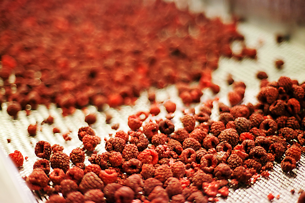 포토 JPG 해외이미지 공장 사람없음 아웃포커스 냉동 기계 제조 산딸기 일렬 분류 식품공장 냉동식품 해외포토 음식 과일 공업 촬영기법 파일형식 이미지허브