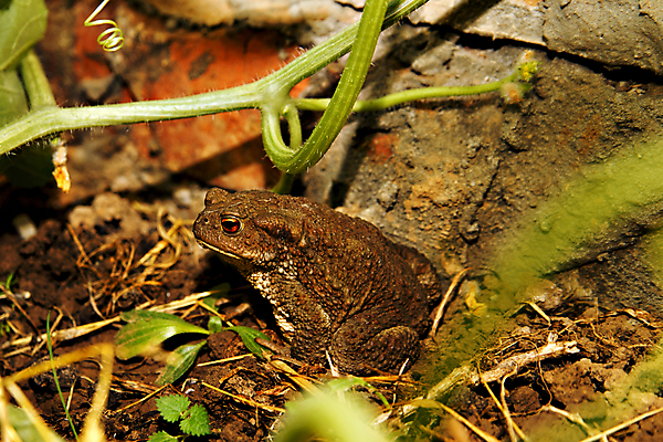 포토 JPG 해외이미지 동물 1 유럽 야생동물 모래 자연 생물 종류 개구리 양서류 사람없음 초록색 여름 갈색 회색 묘사 싱글 생물학 두꺼비 내추럴 동물상 땅바닥 어려움 못생김 해외포토 계절 교육 나라 컬러 바닥 조형물 생태계 파일형식 이미지허브